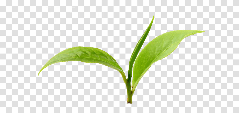 Lingonberry 2 Green Tea Leaves, Plant, Leaf, Vegetation, Vase Transparent Png