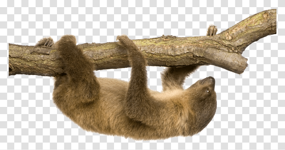 Linnaeus S Two Toed Sloth Hoffmann's Two Toed Sloth Sloth, Animal, Wildlife, Mammal, Bird Transparent Png