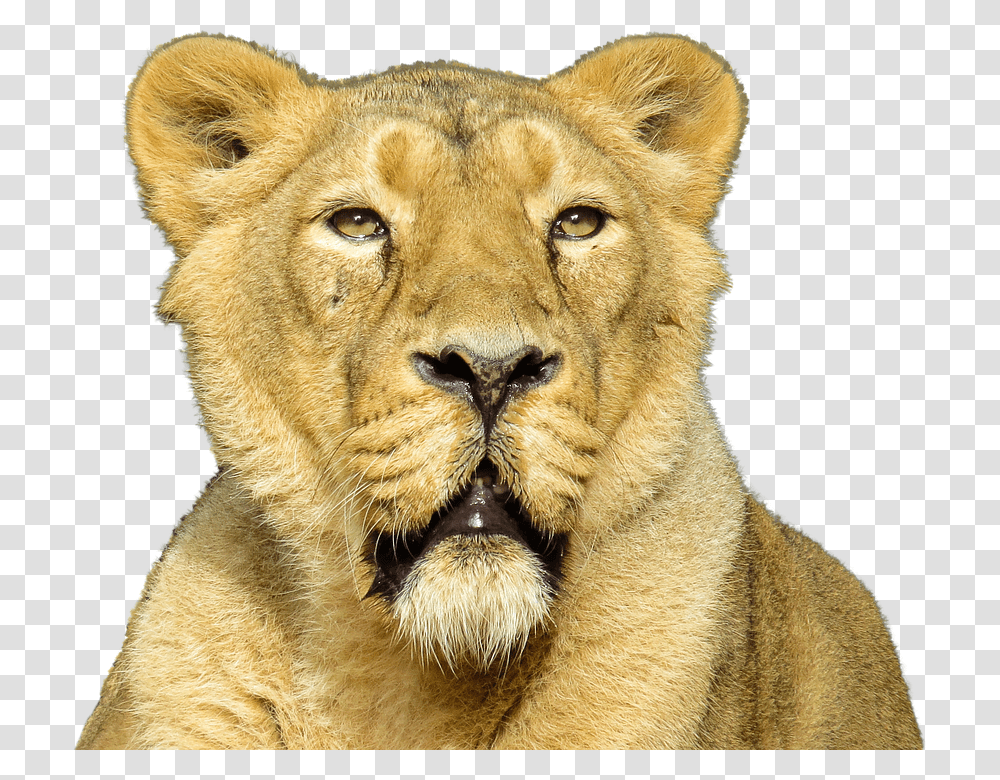 Lion 960, Animals, Wildlife, Mammal Transparent Png