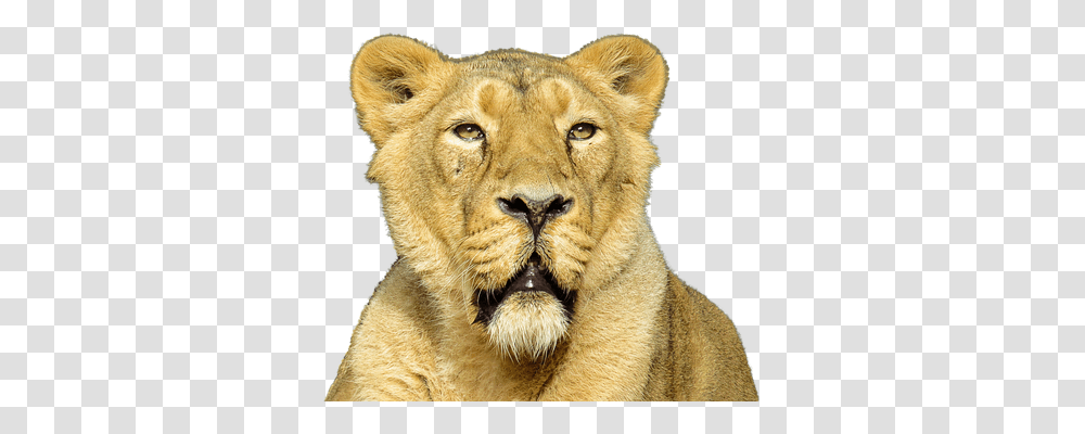Lion Nature, Wildlife, Mammal, Animal Transparent Png