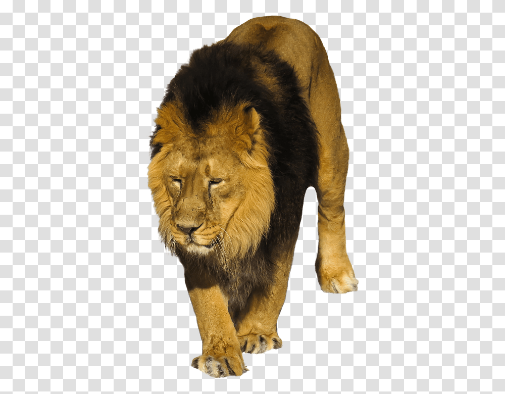 Lion 960, Animals, Wildlife, Mammal, Bear Transparent Png