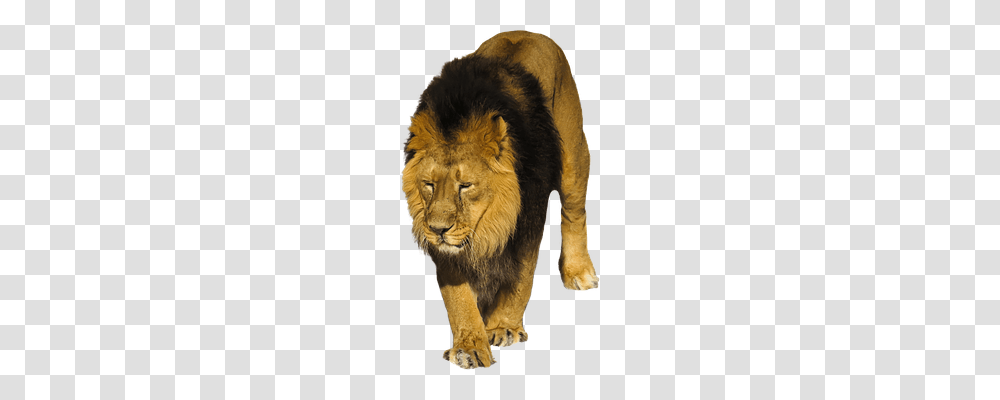 Lion Animals, Apparel, Shoe Transparent Png