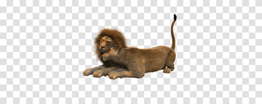 Lion Animals, Wildlife, Mammal Transparent Png