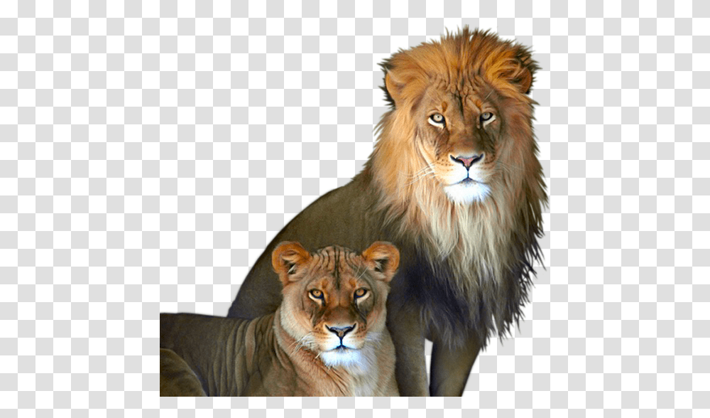 Lion And Lioness, Tiger, Wildlife, Mammal, Animal Transparent Png