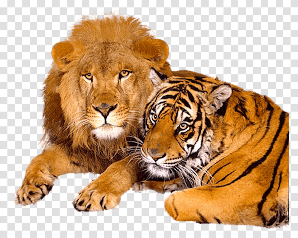 Lion And Tiger Beautiful Lion Image Download, Wildlife, Mammal, Animal Transparent Png