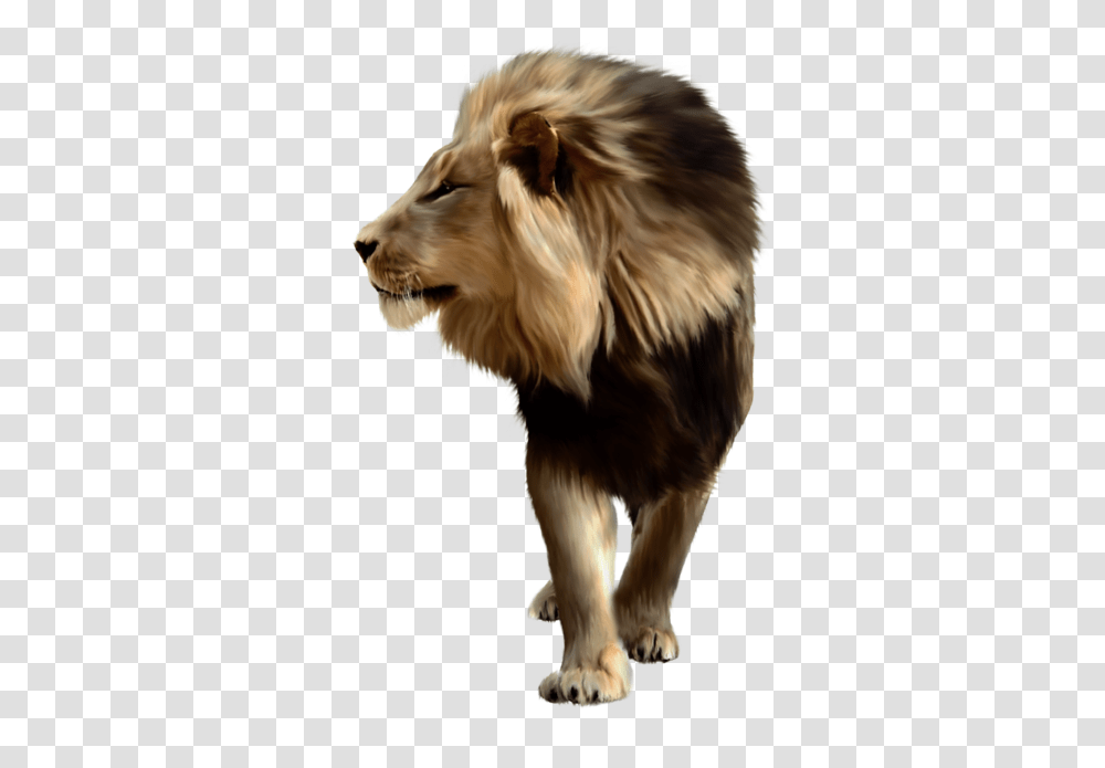 Lion, Animals, Dog, Pet, Canine Transparent Png