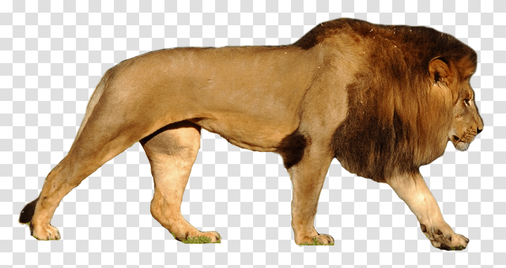 Lion, Animals, Mammal, Cow, Cattle Transparent Png