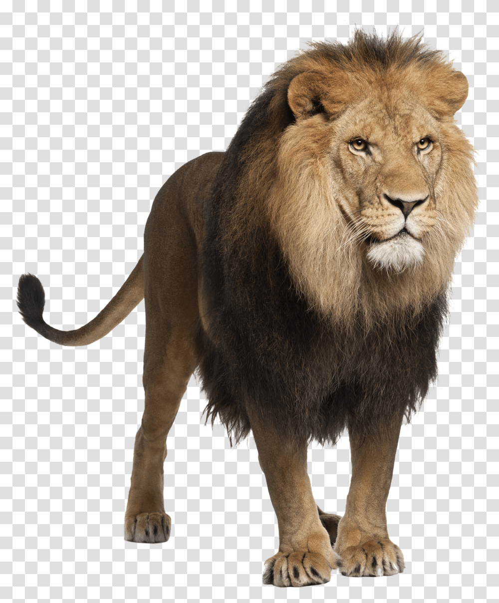 Lion, Animals Transparent Png