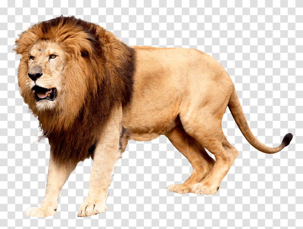 Lion, Animals Transparent Png