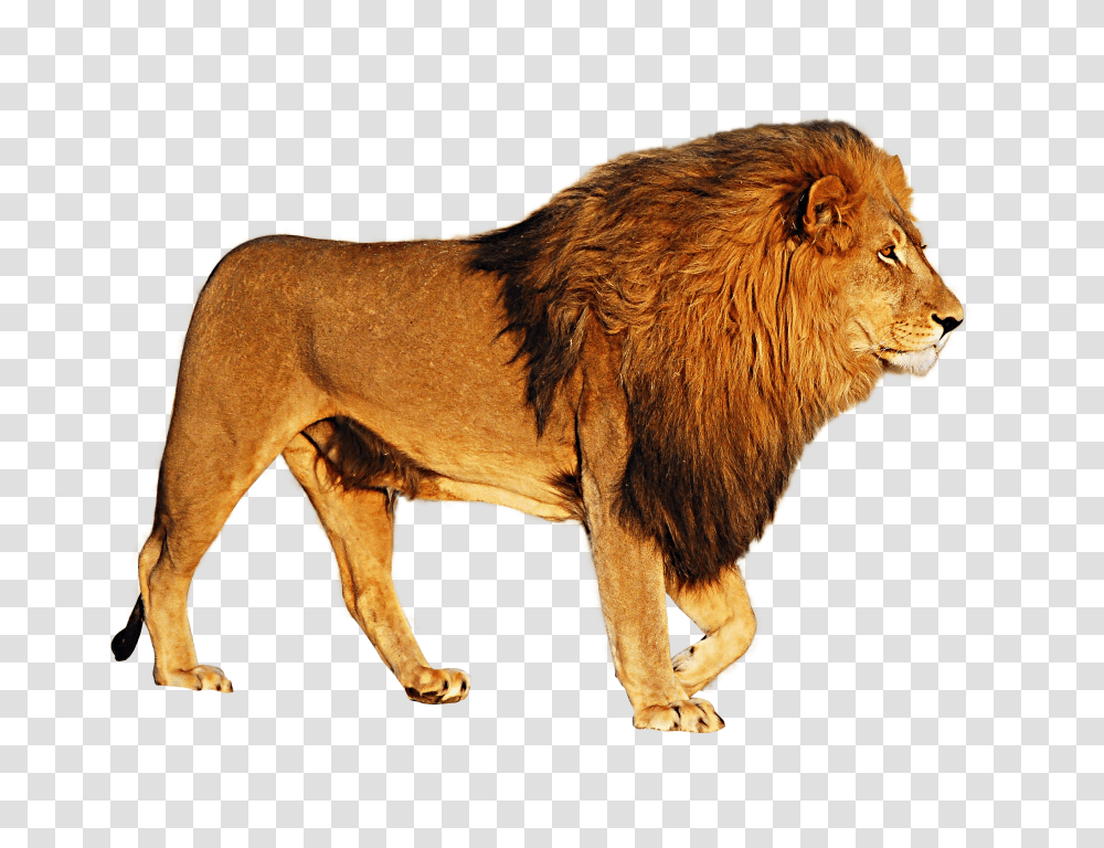 Lion, Animals Transparent Png