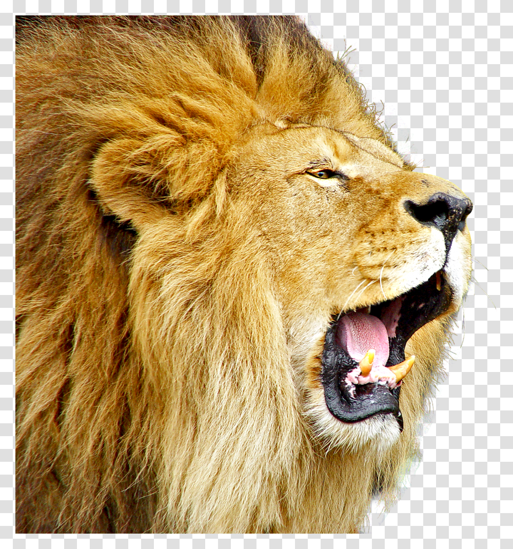 Lion, Animals Transparent Png