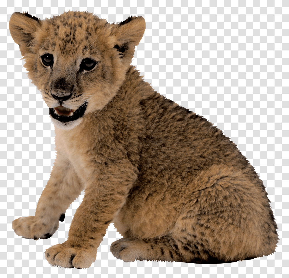 Lion, Animals Transparent Png
