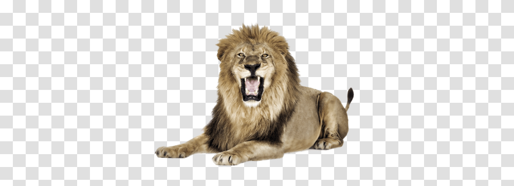 Lion, Animals, Wildlife, Mammal, Dog Transparent Png