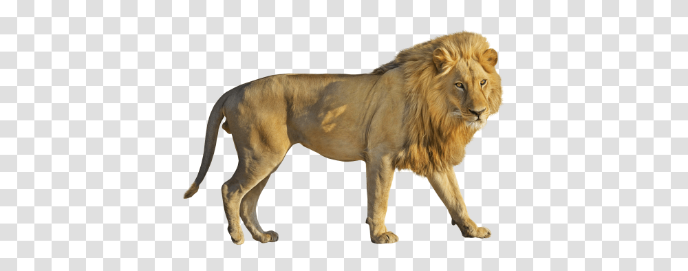 Lion, Animals, Wildlife, Mammal, Dog Transparent Png