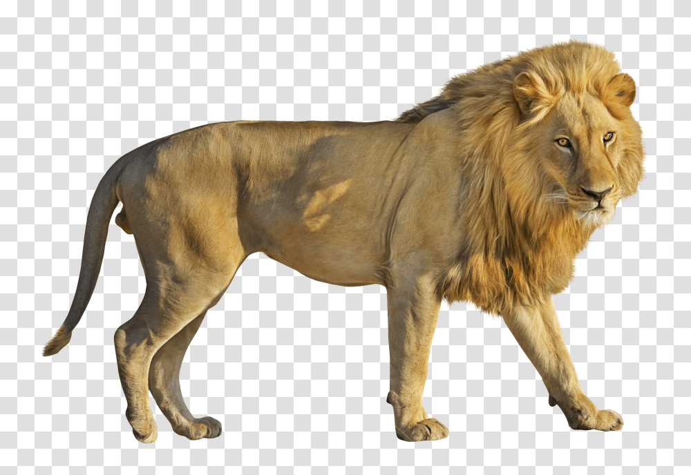 Lion, Animals, Wildlife, Mammal, Dog Transparent Png