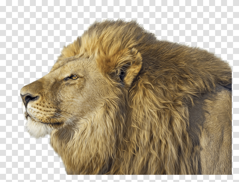 Lion, Animals, Wildlife, Mammal, Dog Transparent Png