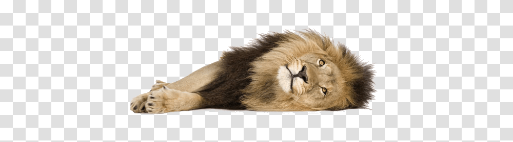 Lion, Animals, Wildlife, Mammal, Panther Transparent Png