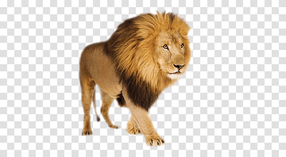 Lion, Animals, Wildlife, Mammal, Pig Transparent Png