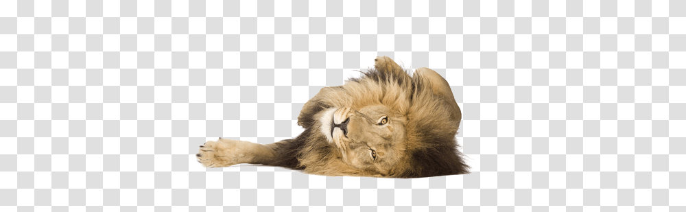 Lion, Animals, Wildlife, Mammal, Tiger Transparent Png