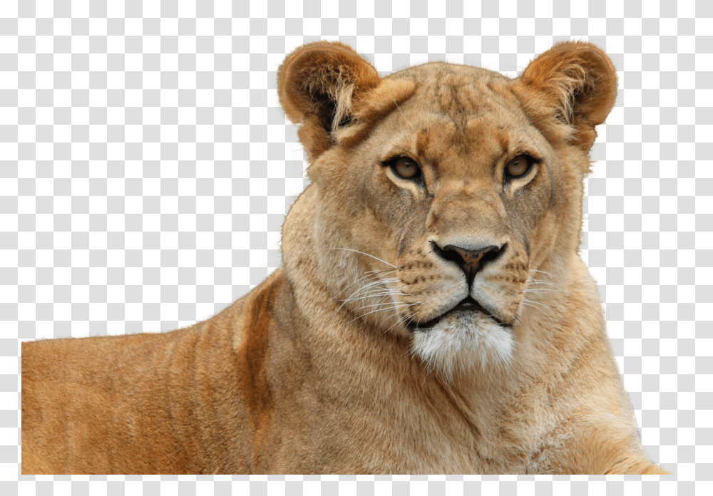 Lion, Animals, Wildlife, Mammal, Tiger Transparent Png