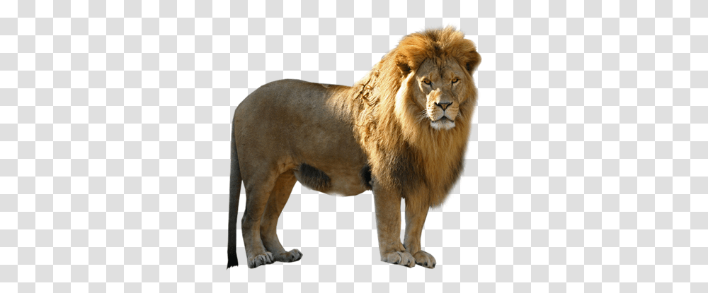 Lion, Animals, Wildlife, Mammal, Tiger Transparent Png