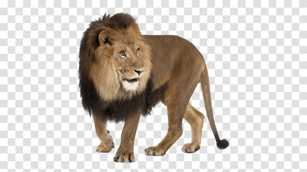 Lion, Animals, Wildlife, Mammal Transparent Png