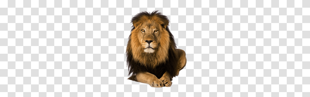 Lion, Animals, Wildlife, Mammal Transparent Png