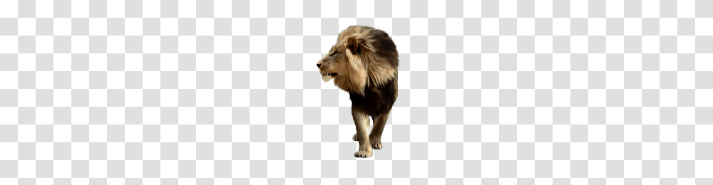 Lion, Animals, Wildlife, Mammal Transparent Png