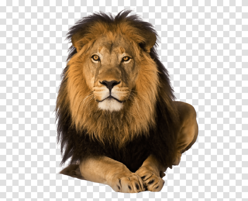 Lion, Animals, Wildlife, Mammal Transparent Png