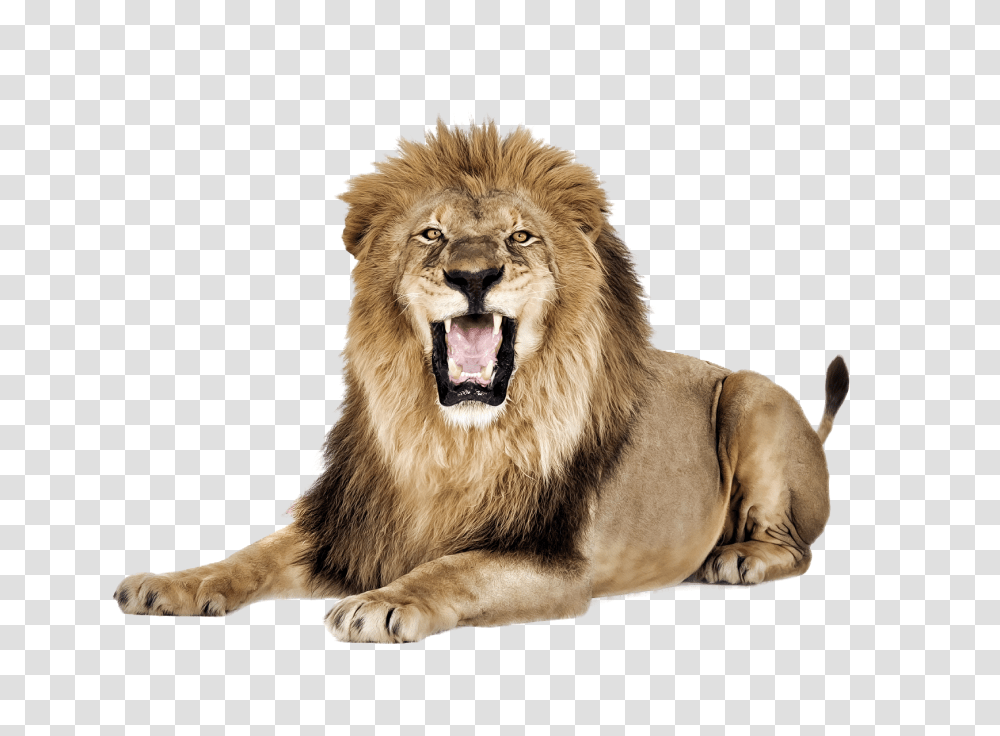 Lion, Animals, Wildlife, Mammal Transparent Png