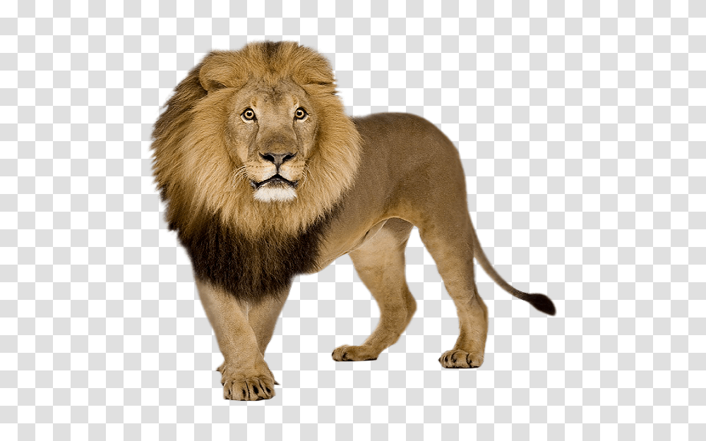 Lion, Animals, Wildlife, Mammal Transparent Png