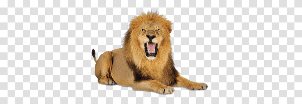 Lion, Animals, Wildlife, Mammal Transparent Png