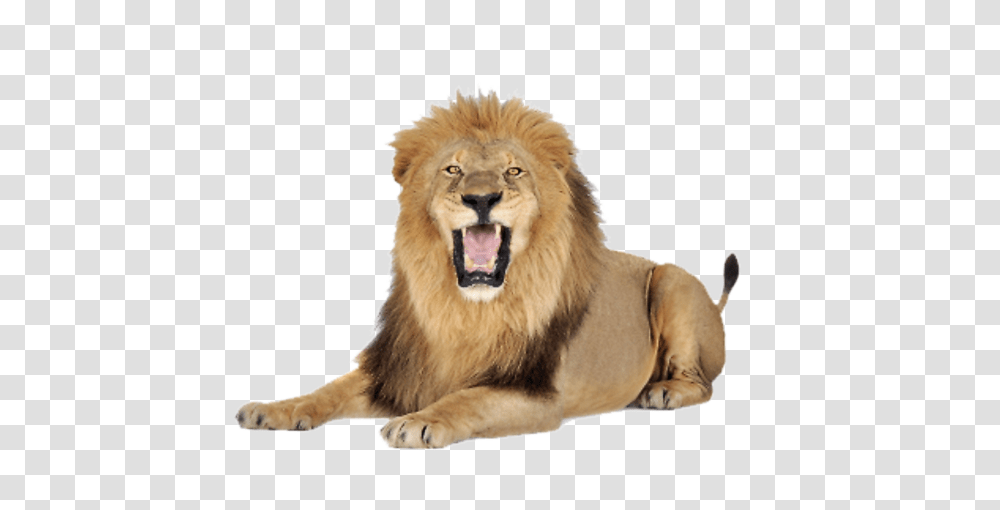 Lion, Animals, Wildlife, Mammal Transparent Png