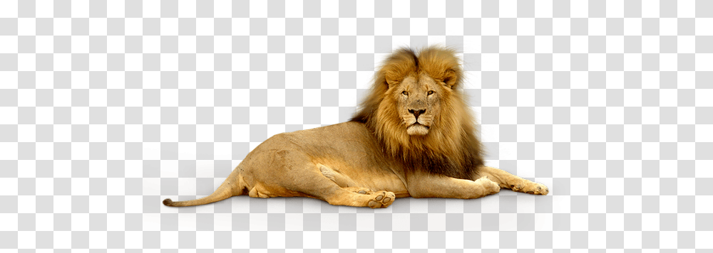 Lion, Animals, Wildlife, Mammal Transparent Png