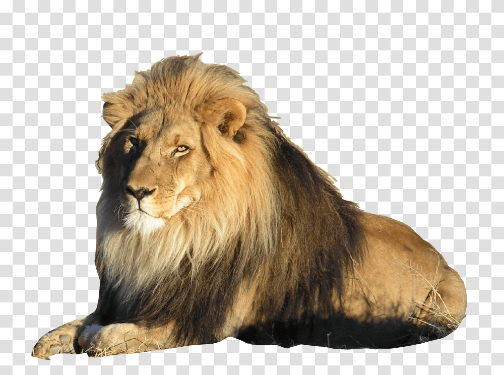 Lion, Animals, Wildlife, Mammal Transparent Png