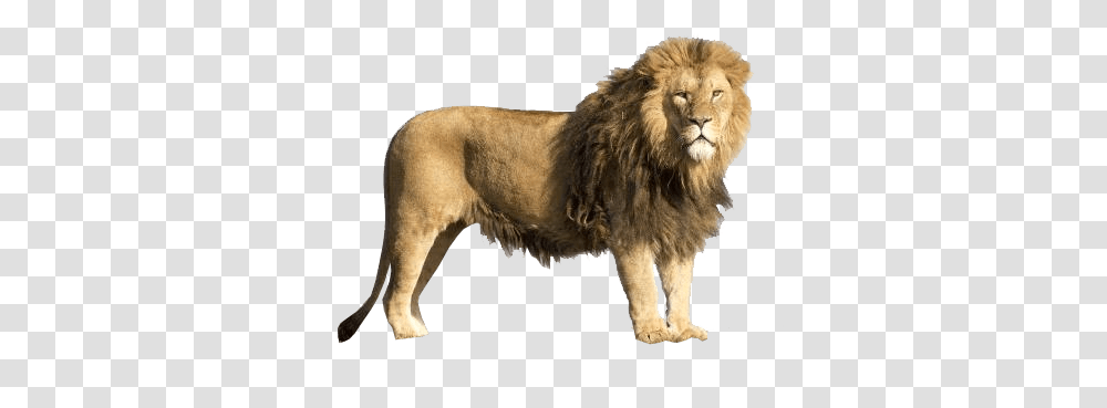 Lion, Animals, Wildlife, Mammal Transparent Png