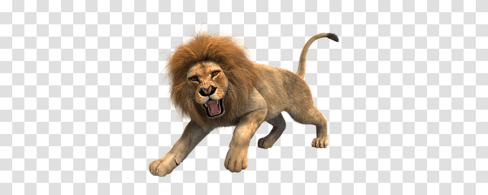 Lion, Animals, Wildlife, Mammal Transparent Png