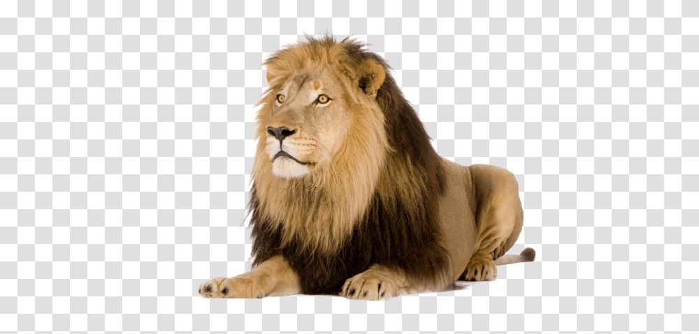 Lion, Animals, Wildlife, Mammal Transparent Png