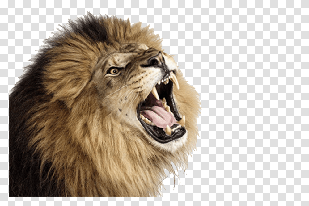 Lion, Animals, Wildlife, Mammal Transparent Png