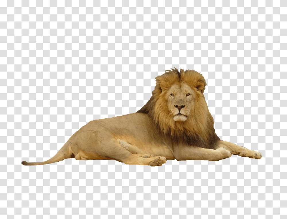 Lion, Animals, Wildlife, Mammal Transparent Png