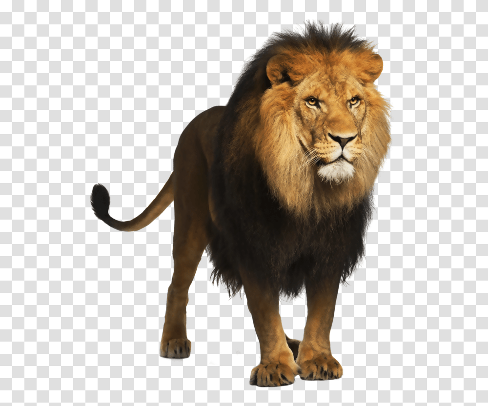 Lion, Animals, Wildlife, Mammal Transparent Png