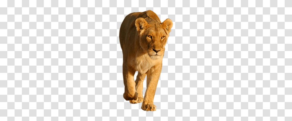 Lion, Animals, Wildlife, Mammal Transparent Png