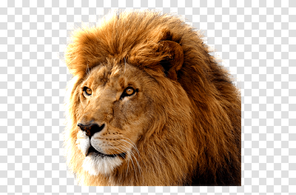 Lion, Animals, Wildlife, Mammal Transparent Png