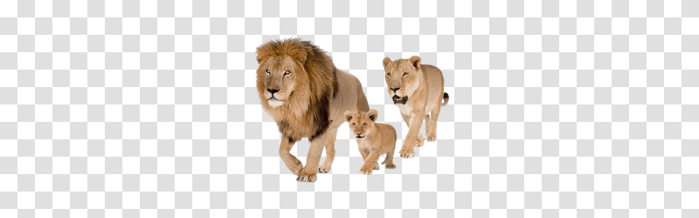 Lion, Animals, Wildlife, Mammal, Zoo Transparent Png