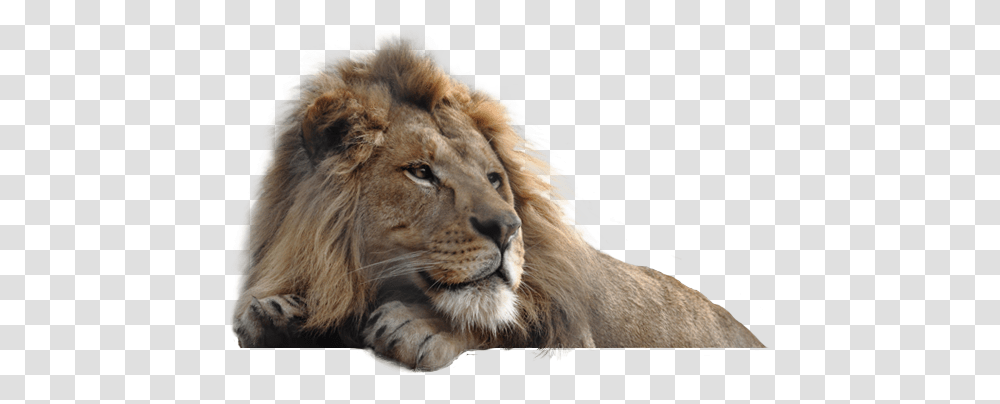 Lion, Animals, Wildlife, Mammal, Zoo Transparent Png