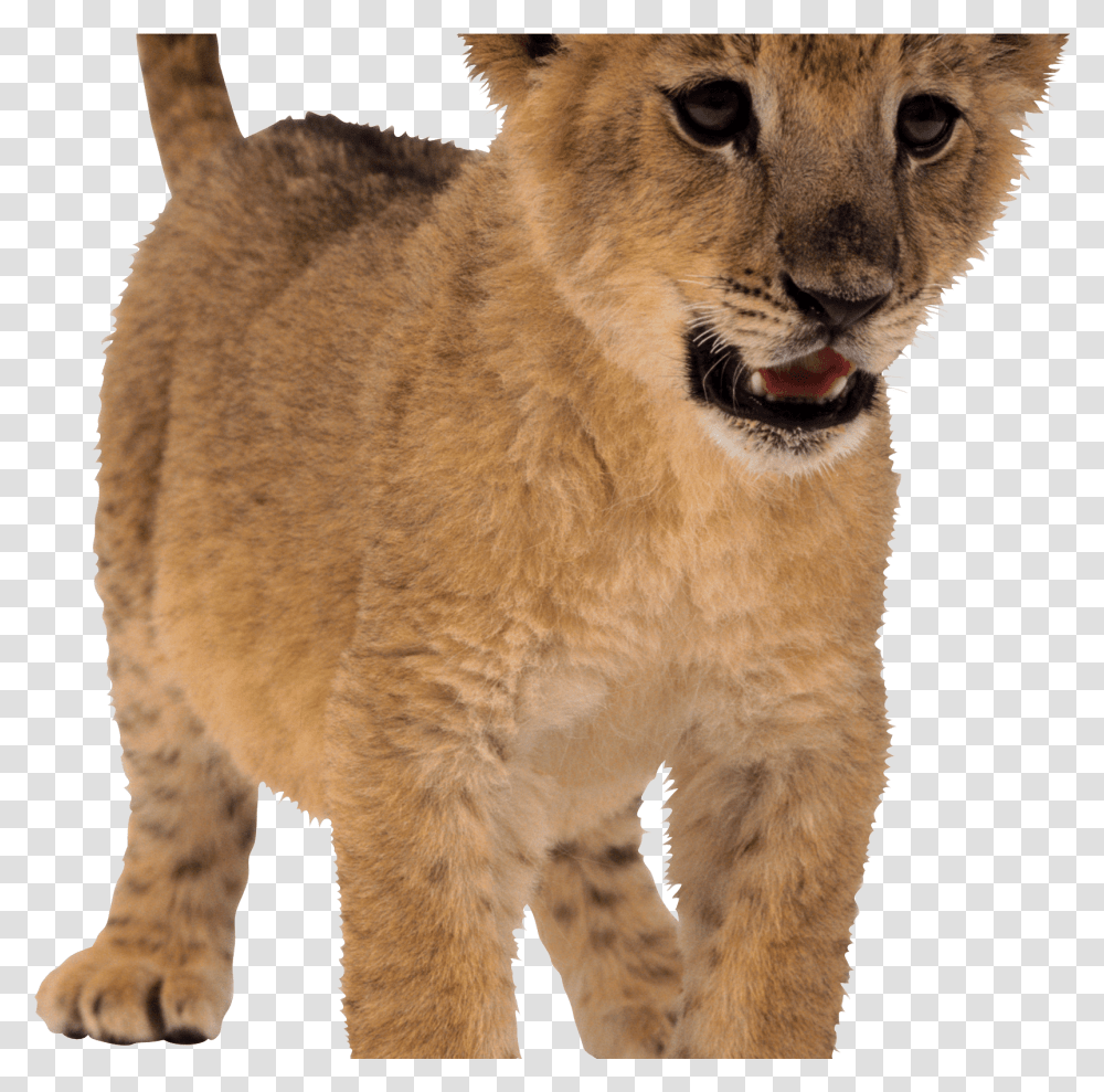 Lion Baby Lion Baby Lion No Background, Mammal, Animal, Wildlife, Panther Transparent Png
