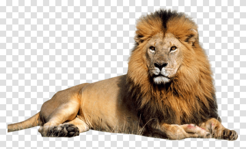 Lion Background, Wildlife, Mammal, Animal Transparent Png