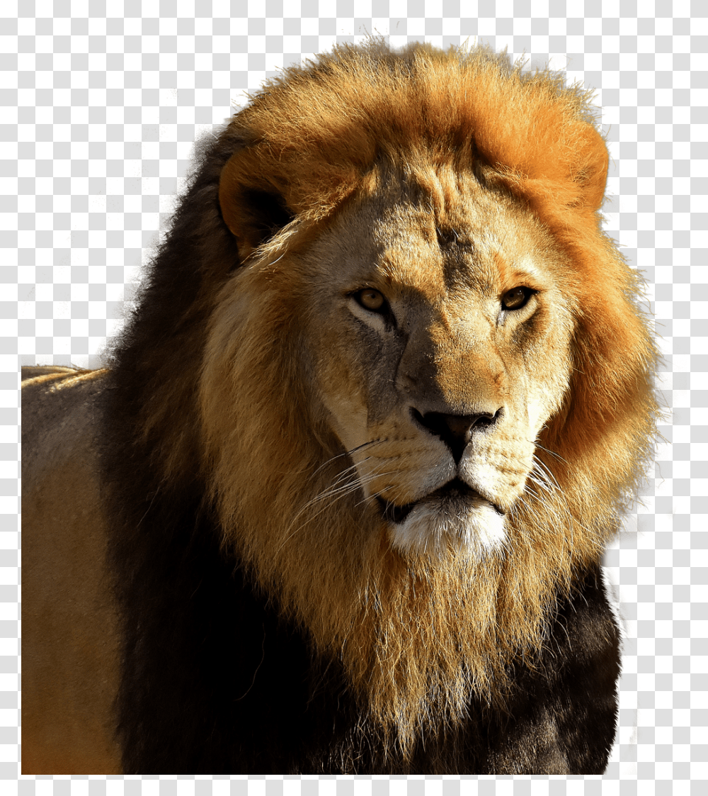 Lion Black Hair, Wildlife, Mammal, Animal Transparent Png