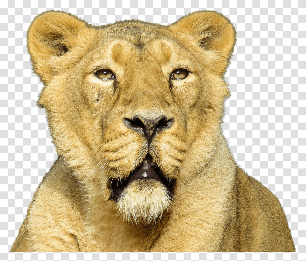 Lion Close Up Animales Carnivoros, Wildlife, Mammal, Panther, Jaguar Transparent Png