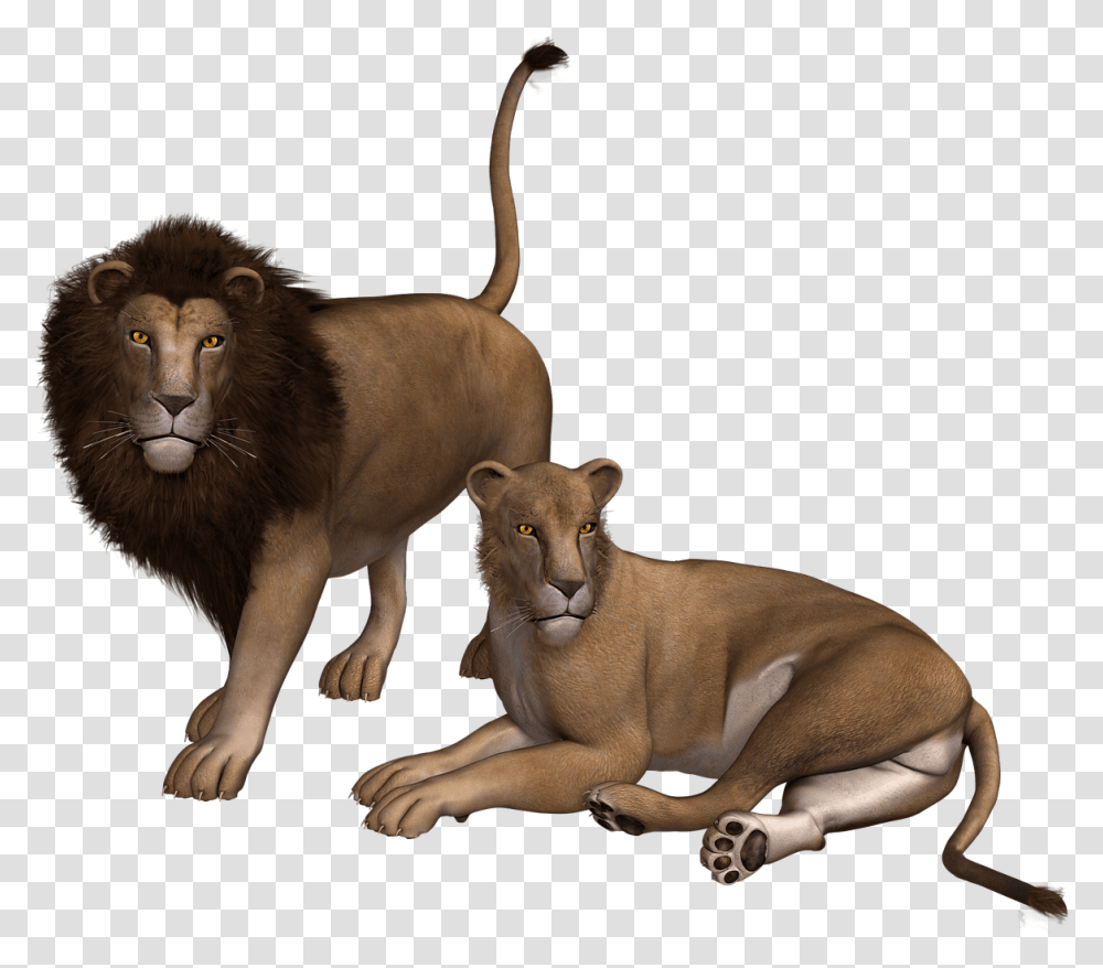 Lion Couple Clipart Lion And Lioness, Wildlife, Animal, Mammal, Cougar Transparent Png